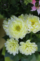 Obraz premium Flores varias 