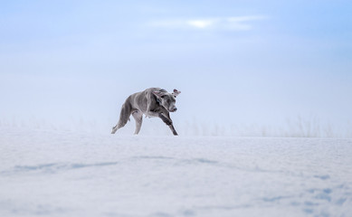 Dog breed Weimaraner, hunts winter, proudly neck on the horizon in fields
