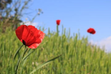 poppy field of poppies