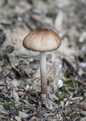 Herbst, Pilze am Waldboden, Im Herbst wachsen die Pilze und werden gesammelt 