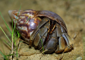 Einsiedlerkrebs (Pleocyemata) in Schneckenschale