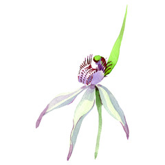 WEild orchid floral botanical flower. Watercolor background illustration set. Isolated flowers illustration element.