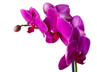 Beautiful violet or purple or magenta blossoms of orchid phalaenopsis isolated on a white background in macro lens shoot on a white background.