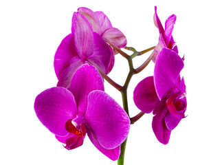 Fototapeta na wymiar Beautiful violet or purple or magenta blossoms of orchid phalaenopsis isolated on a white background in macro lens shoot on a white background.