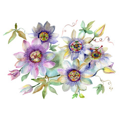 Passiflora bouquet floral botanical flowers. Watercolor background set. Isolated bouquets illustration element.