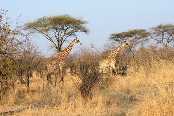 giraffes in the bush