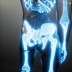 Transparent Human Body with Visible Bones