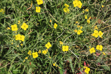 Wildflower meadow in Germany