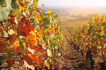 Landscape of France, the Burgundy region: autumn vineyard