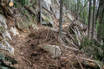 Destruction by an avalanche in the forest