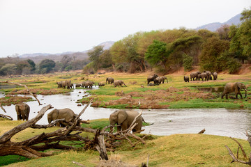 African elephants in a safari landscape
