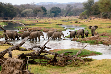 African elephants in a safari landscape - obrazy, fototapety, plakaty