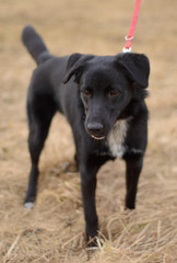 Black dog on a red leash playing outside