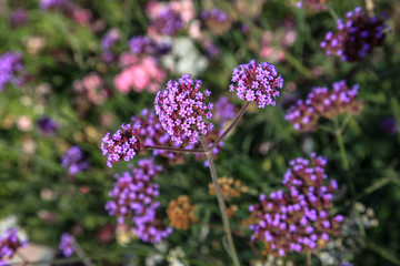 Wildflower meadow in Germany