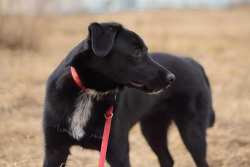 Black dog on a red leash playing outside
