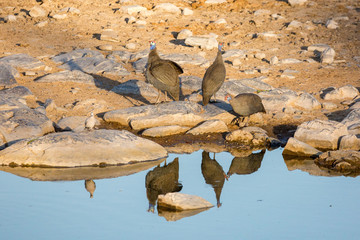 Three helmeted guineafowl birds at a waterhole, Namibia, Africa