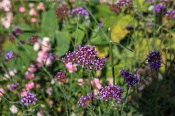 Wildflower meadow in Germany