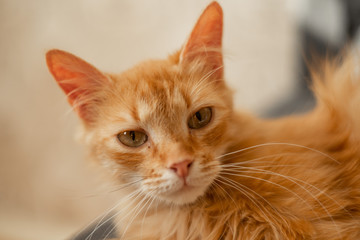red cat on a gray sofa in the apartment