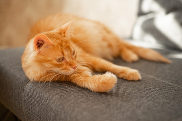 red cat on a gray sofa in the apartment