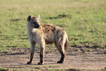Spotted hyena in the savannah, Masai Mara National Park, Kenya.