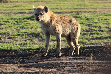 Spotted hyena in the savannah, Masai Mara National Park, Kenya.