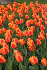 Flores varias 