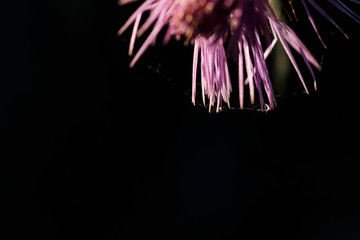 Flor en clave baja