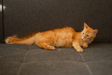 red cat on a gray sofa in the apartment