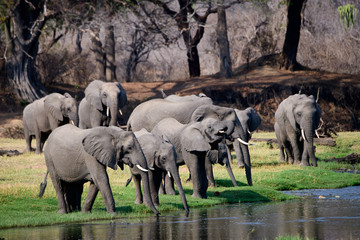 Family group of elephants
