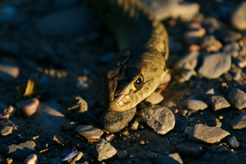 Close up serpiente