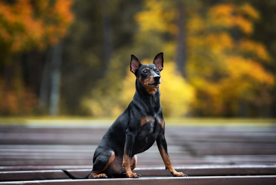 german pinscher dog posing outdoors in autumn