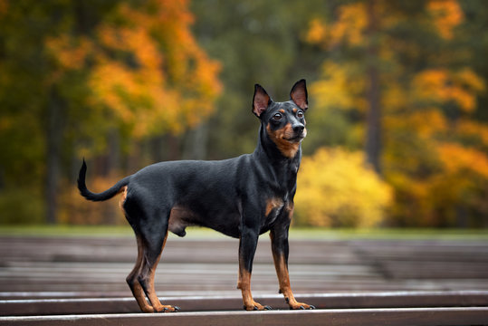 pinscher dog standing outdoors in autumn