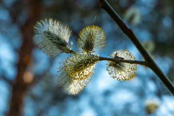 Goat willow catkins, aka the pussy willow or great sallow.