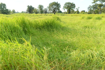 Green fields are seeding.The gale blew over the rice plant falling.