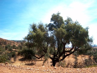 Fototapeta premium paisaje3848