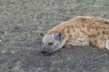 Spotted hyena face with a big scar.