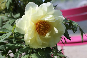 Flores varias 
