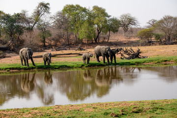 African elephants in a safari landscape