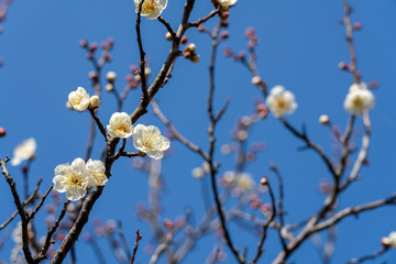 梅の花　白梅
