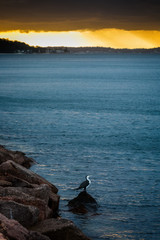 Australian pied Cormorant perched on rock at seas edge with dramatic sunset behind