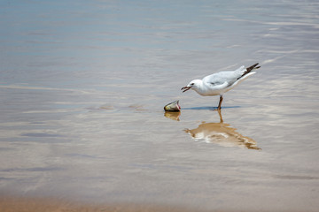 Sea gull feeding on fish edge at sea edge