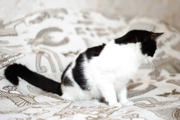 white cat with black spots playing in the house