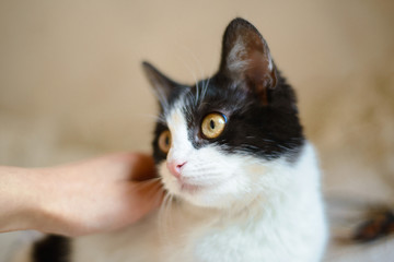 white cat with black spots playing in the house