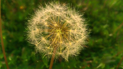 dandelion on green background of grass