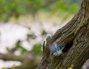modraszka, sikora modra, sikora modra (Cyanistes caeruleus) © Jolanta
