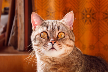 Purebred cat with big orange eyes. Scottish Straight breed. The cat looks in surprise.