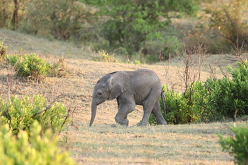 Fototapeta premium Baby elephant in the african savannah.