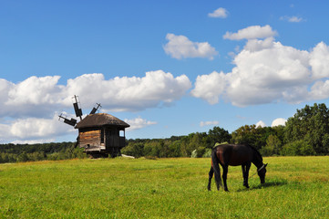 Plakat horse in a field