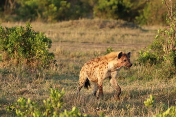 Spotted hyena in the savannah, Masai Mara National Park, Kenya.
