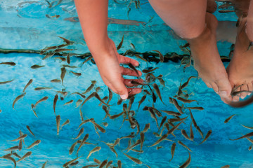 Doctor fish flock is in a spa aquarium